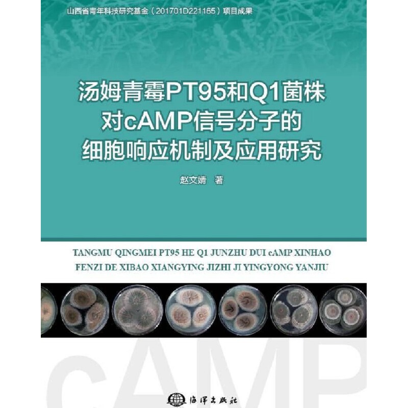 ��ķ��ùPT95��Q1���ꌦcAMP��̖���ӵļ���푑��C�Ƽ������о�